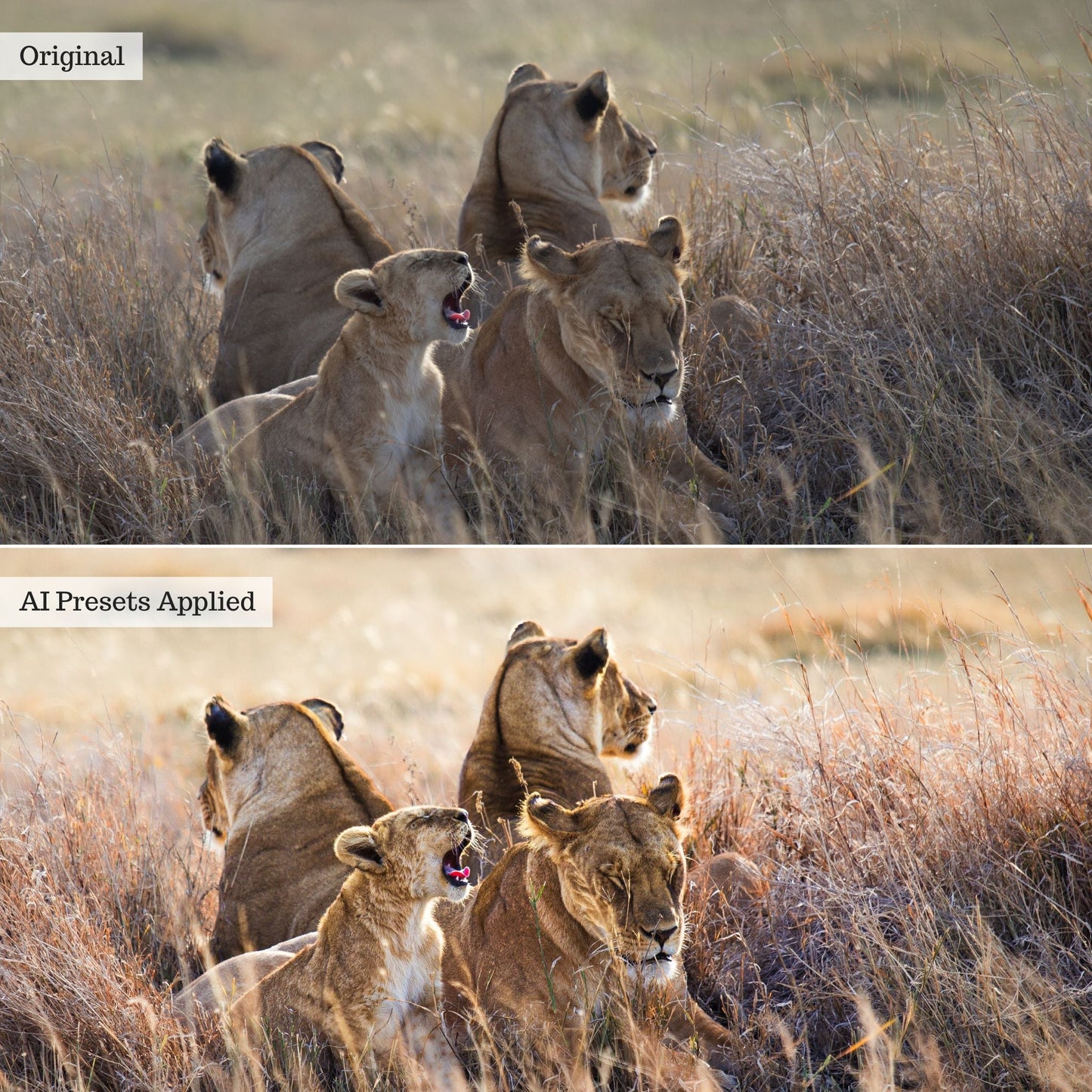 Landscape, Wildlife & Animals AI Adaptive Retouch Toolkit Lightroom Presets – Desktop & Mobile